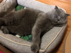 -PETKIT小佩宠物(古北店)