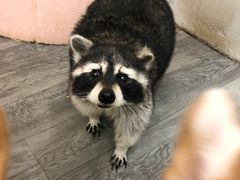 -浣熊柯尔鸭土拨鼠·电玩咖