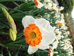 iphone_upload_pic-上海鲜花港