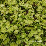 榆钱窝窝[得意]