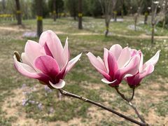 -永定河休闲森林公园