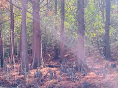 -上海海湾国家森林公园