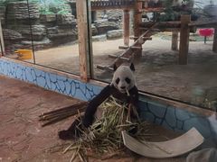 -西霞口神雕山野生动物世界