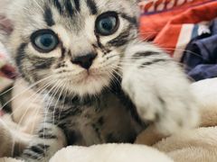 -糯米喵星人总部直营旗舰店·猫舍·幼猫出售