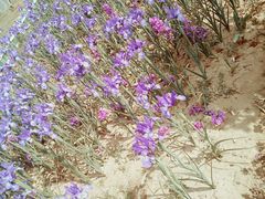 -荷兰花海