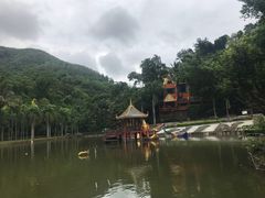 -西双版纳原始森林公园