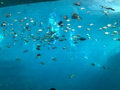 -瑞德姆美人鱼海底演艺主题餐厅(亚龙湾店)