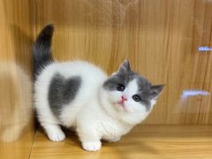 -欣宠猫屋·矮脚拿破仑·蓝金金渐层
