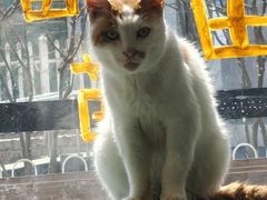 -平行世界·猫咖(首经贸店)