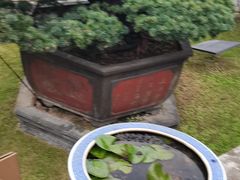 -水绘园