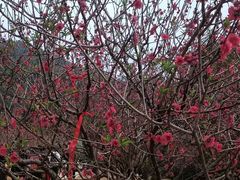 -南国桃园旅游度假区