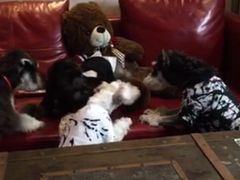 -百好乐宠物友好餐厅(朝外大街店)