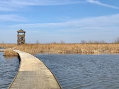 -盐城丹顶鹤湿地生态旅游区