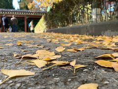 南师大的银杏叶-金良酸菜鱼(宁海路总店)