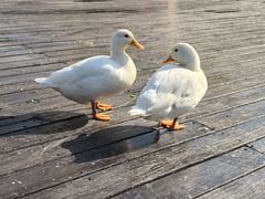 -火福·天湖阁大闸蟹博物馆主题餐厅(浅水湾店)
