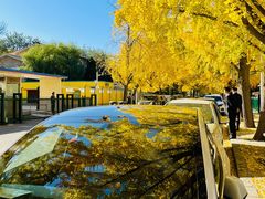 -三里屯东五街银杏大道