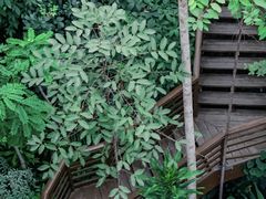 -郑州植物园