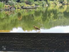 -深圳仙湖植物园