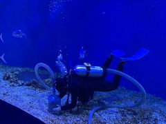 -哈尔滨波塞冬海底世界