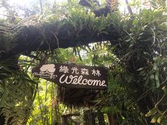 -绿光森林餐厅