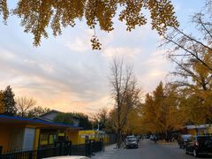 -三里屯东五街银杏大道