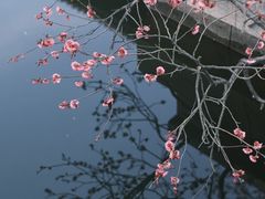 -红梅公园