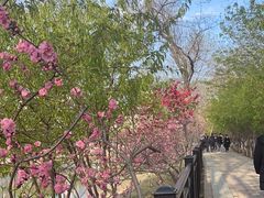 -桃花堤公园