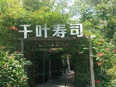 -千叶寿司创意融合料理(水韵城店)