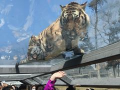 -西霞口神雕山野生动物世界