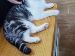 -李小姐の猫咖啡馆(五角场店)