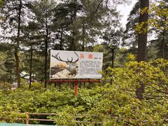 -贵州森林野生动物园
