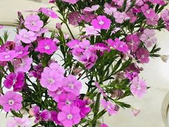 -外高桥喜来登酒店采悦轩