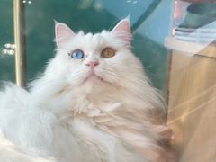 -飞行喵MR PILOT|猫舍·猫咖(静安大融城店)