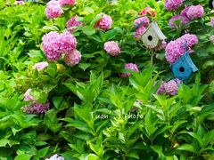 -上海共青森林公园