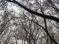 -上海滨江森林公园