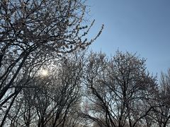 -桃花堤公园
