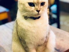 -李小姐の猫咖啡馆(五角场店)