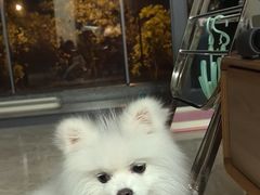 -它主义宠物(梁溪万达店)