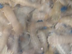 -宾朋海鲜特色美食餐厅·纯手工鲅鱼水饺(兴海路店)