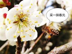 -杭州植物园