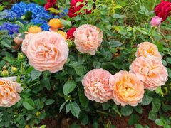 -人民公园(罗湖区)