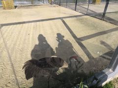 -盐城丹顶鹤湿地生态旅游区