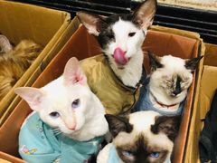 -猫色咖啡·猫咖