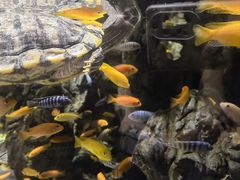 -太平洋海底世界