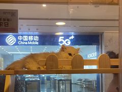 -爪爪喵星球·猫舍(前海卓越店)