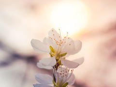 -桃花堤公园