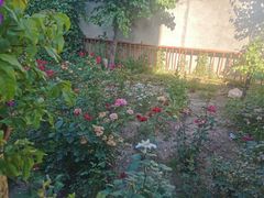 -马白开来特色羊排揪片子  (总店)