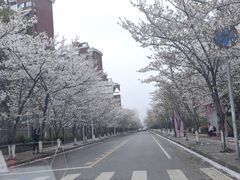 -高东镇樱花园