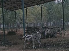 -秦皇岛野生动物园