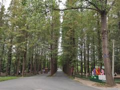 -渡海小渔村.老辈日照菜